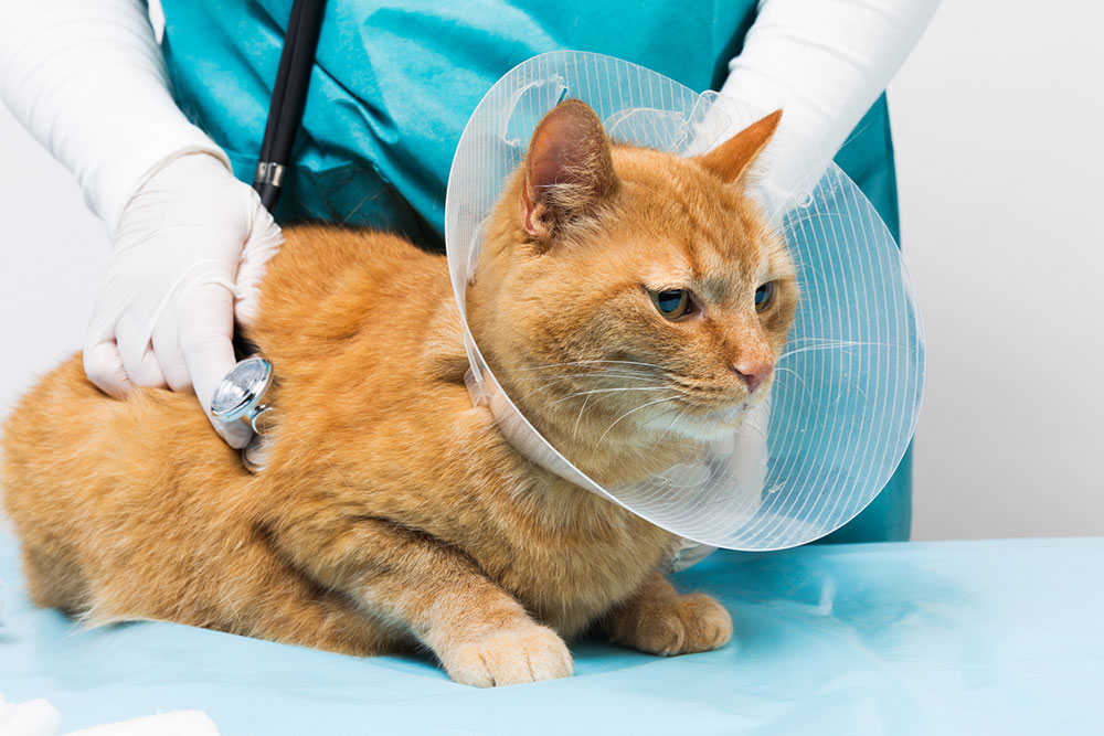 10 Common Allergies in Pets