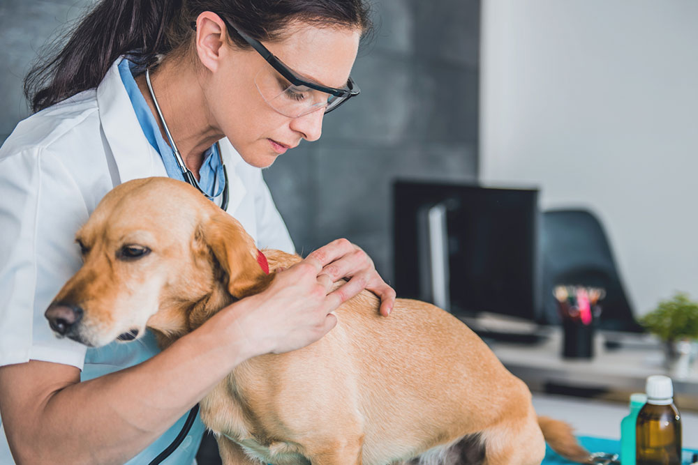 7 Natural Remedies to Fight Fleas and Ticks