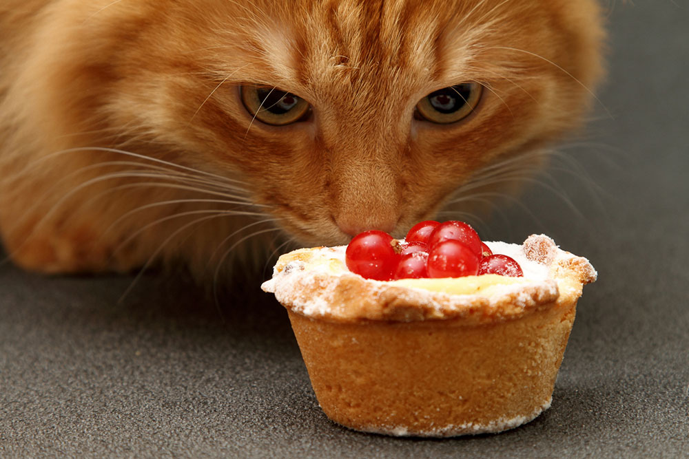 4 Healthy Homemade Treats for Cats