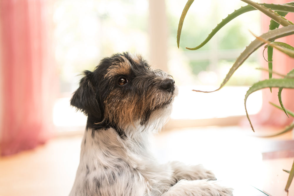 5 Common Toxic Plants for Pets