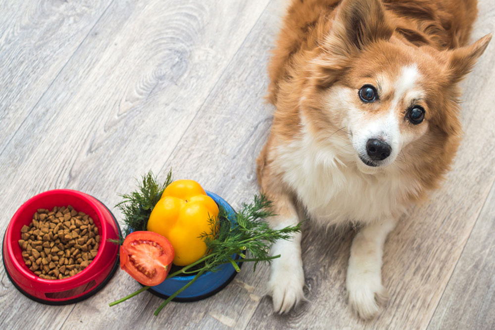8 human foods that are safe for dogs
