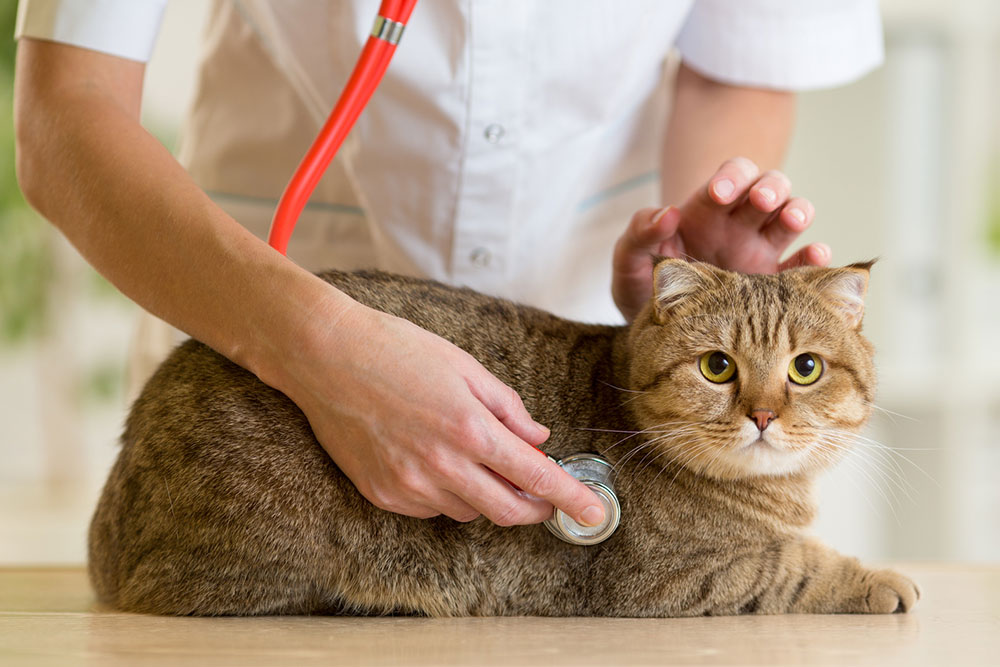 Diabetes in Pets – Causes, Symptoms, and Management